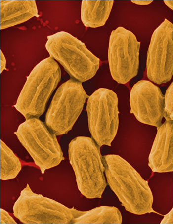 Bacillus sutilis