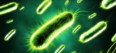 Electric bacteria