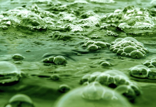 Algae provides the building with multiple forms of alternative energy