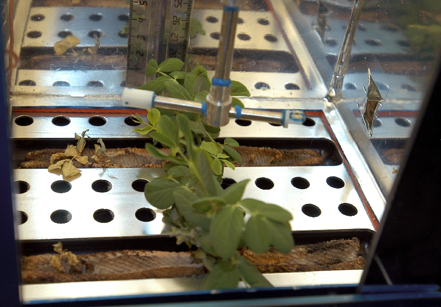 NASA Lada, Space Greenhouse