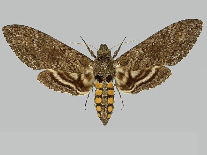Stock-Hawk-Moth