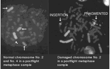 Chromosomes 