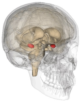 Amygdala