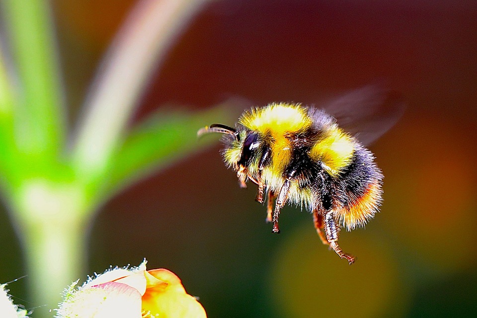 Bumble_Bee