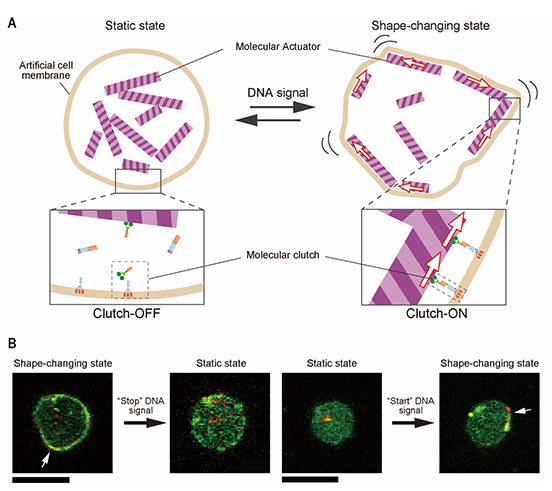 Shape-Shifting_Molecular_Robots