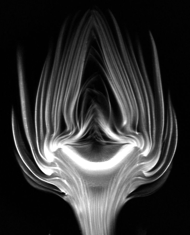 An artichoke scanned using an MRI machine