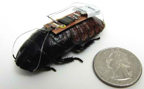 Cyborg Cockroach