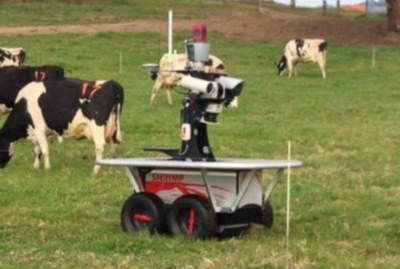 Cow herding robot