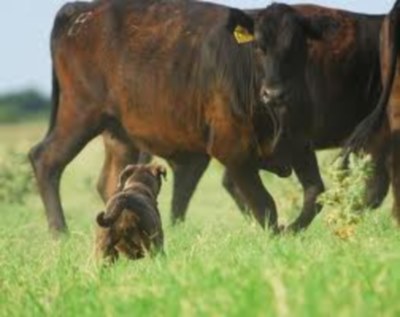 Dogs herd cattle