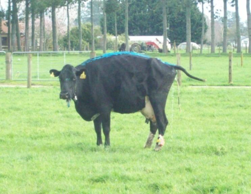 Cow Sensors 01