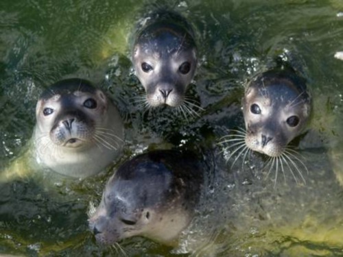 A group of seals