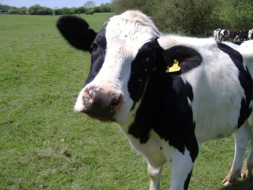 A cow