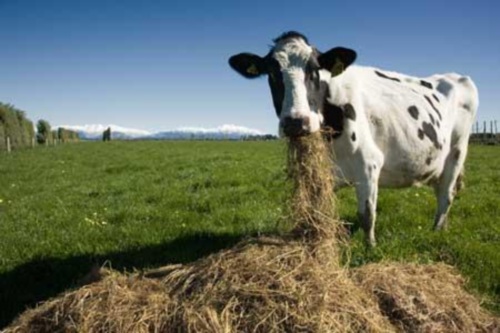 Cow eating hay