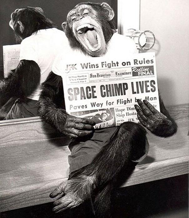 Space_Chimp