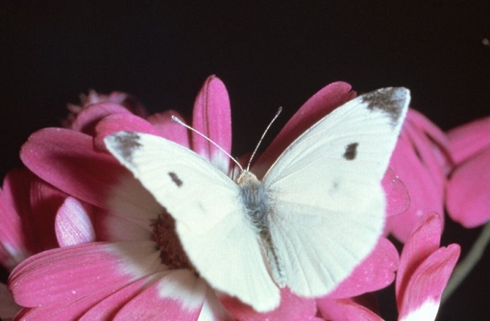 Cabbage White Butterfly