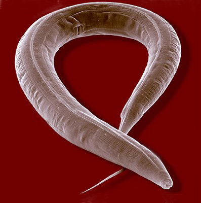 Caenorhabditis elegans nematode